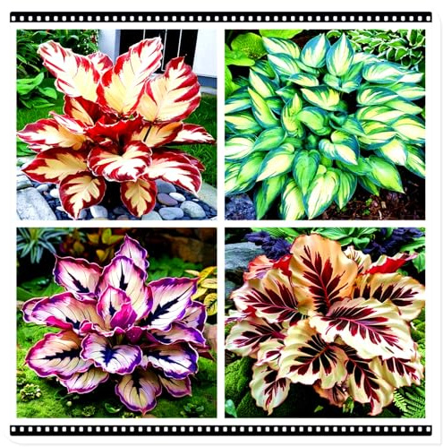 Seltene Funkie/Winterharte Funkie für den Außenbereich/Deutsche Gartenpflanze/Ideal für Gartenecken/Pflegeleicht-4 PCS-I