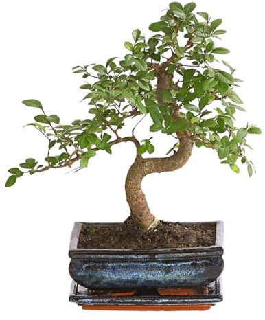 Dehner Bonsai Japanische Zelkove, im Keramiktopf, ca. 30-35 cm, Topf 20 cm | Zelkova serrata, Outdoor-Bonsai mit gesägten Blättern, pflegeleicht, für sonnige windgeschützte Standorte