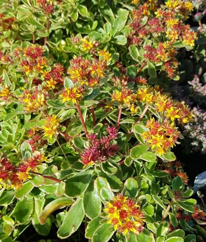 Sedum kamtchaticum 'Variegatum' / Orpin jaune/Conteneur de 2 à 2.9 litres/Succulente