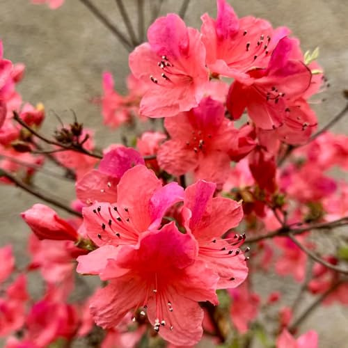 semillas de rododendro, tapizantes en, parterre elevado balcón decoración de sala estar orgánicas exterior jardín 15pcs