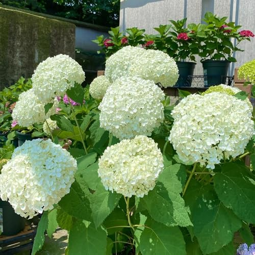 Semi di ortensia - biologici Semi resistenti di ortensia - semi di d'appartamento regali da giardino per le donne 250pcs