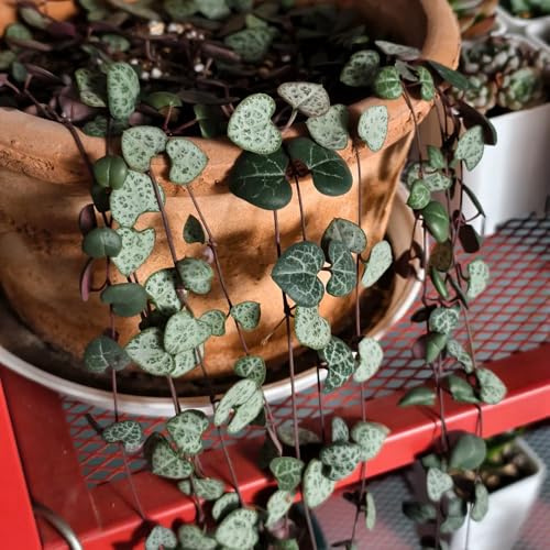 leuchterblumesamen kaufen - indoor, winterhart kletterpflanzen, stauden mehrjährig hochbeet 100pcs