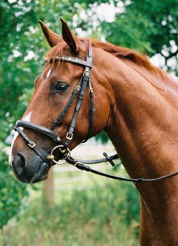 jw reitsport Trense schwedisches Reithalfter Warmblut braun