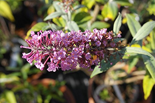 Buddleja 'Pink Delight' - Butterfly Bush 15cm Pot Size