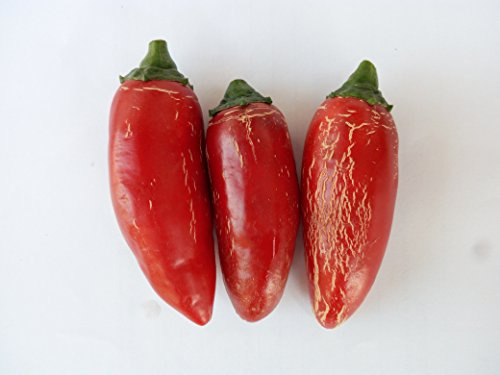 SEMILLAS CHILLI JALAPENO-THAI DRAGON RED