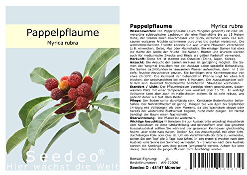 Seedeo® Pappelpflaume (Myrica rubra) 10 Samen