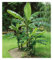 BALDUR Garten Winterharte Banane 'grün', 1 Pflanze, Faserbanane Bananenbaum Musa basjoo Bananenpflanze, mehrjährige winterharte Staude, Bananen-Früchte essbar