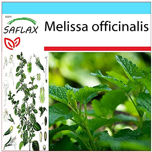 SAFLAX - Gift Set - Lemon Balm - 150 Seeds - Melissa officinalis