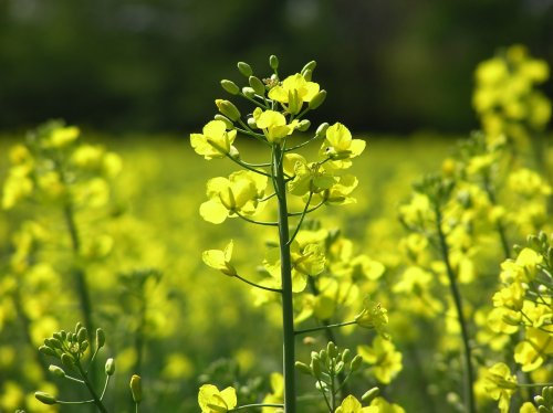 Seedeo Schwarzer Senf (Brassica nigra) 200 Samen