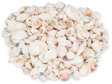 NaDeco Muschelmix weiß Deko Muscheln Schneckenhäuser, 1 kg, 1–6 cm, naturbelassen gereinigt unbehandelt, Basteln, Maritime Deko, Aquarium, Tischdeko, Vasenfüllung, Naturdeko, Boho, Streudekoㅤ