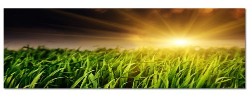 PANORAMA BILD in 150x50cm (Wiese Grün Gras Frühlingsgefühl) TOP Bilder! Wandbild xxl günstig & modern ART PRINT Wandbilder Bilder EXKLUSIVES Fotowandbild auf Leinwand und Keilrahmen Bild Leinwandbild Fotodruck modern Zeitlos Stilvoll wie ein Gemälde Ausführung schöner Kunstdruck auf echter Leinwand als Wandbild mit Rahmen. Preiswerter als Ölbild Gemälde Foto Poster Plakat mit Bilderrahmen.
