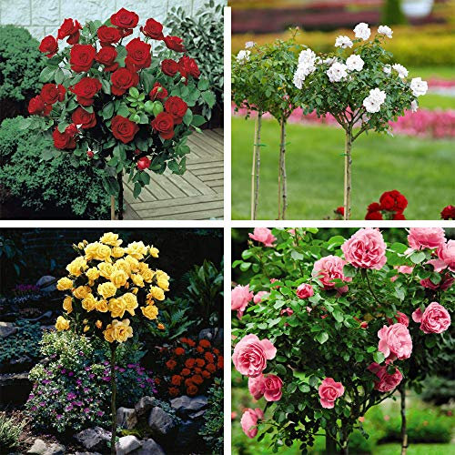 Rose Standard Patio Collection Red White Pink and Yellow Flowering Plants, 4 x Bare Roots by Thompson and Morgan