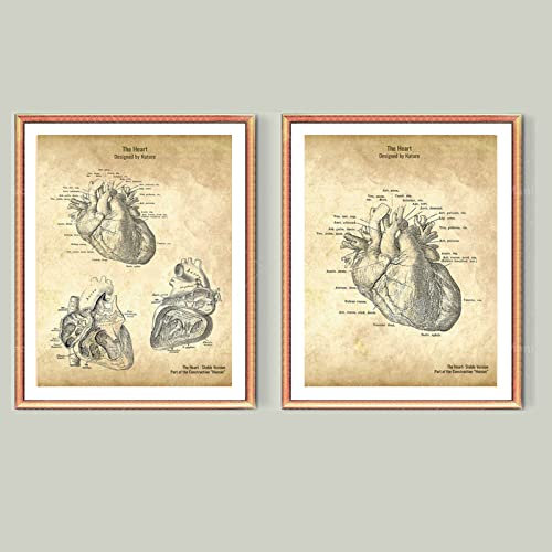 BINGJIACAI Menschliches Herz Anatomie Poster Vintage Stil Medizinische Leinwand Malerei Wandkunst Bild Druck Arzt Büro Dekor-40x60cmx2 Ungerahmt