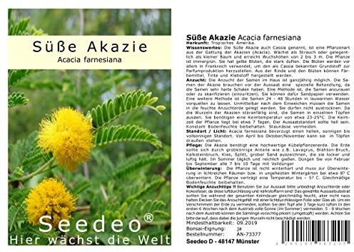 Seedeo® Süße Akazie (Acacia farnesiana) 20 Samen