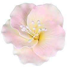 O'Creme Gumpaste White-&-Pink Azalea Flower Set of 6-2 Inch - Edible Flowers for Cake Decorating - Sugar Paste Flower Decorations for Cakes, Cupcake Toppers - Birthday Party, Wedding, Valentines Day
