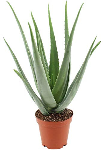 Aloe Vera Pflanze (45-55 cm) im 19 cm Topf (1 Stück)