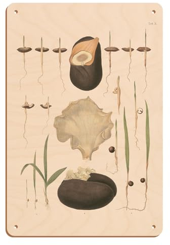 Seeds of Date Palm Tree (Phoenix dactylifera) - Vintage Botanical Illustration by Carl Friedrich Philipp von Martius c.1820s - 8 x 12 inch Vintage Wood Art Sign