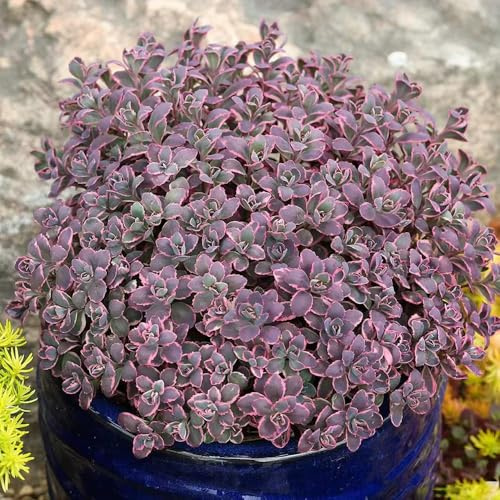 sedum semillas resistentes de balcón resistentes Resistente al suelo semillas de jardín balcón con cama elevada decoración 10pcs