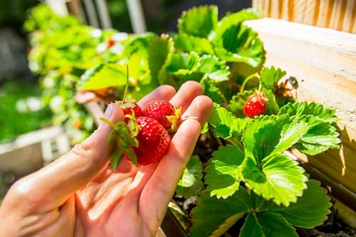Generisch Klettererdbeere, 4 Pflanzen, Fragaria Erdbeerpflanze, Kletterpflanzen wachsen sehr schnell in die Höhe, selbstfruchtbar, winterhart, Blüten