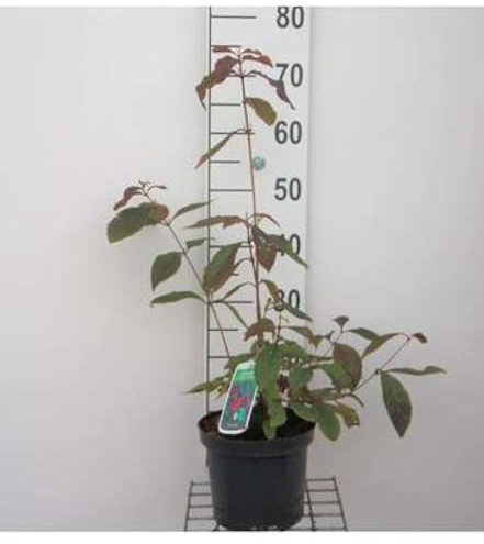 Callicarpa bodinieri 'Snowstar' - Purpurbeeren-Strauch 30-40 cm Container