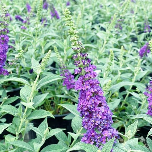 Schmetterlingsflieder, exotische sträucher garten gartendeko für draußen blumendeko 450Samen