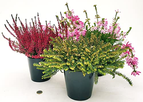 POWERS TO FLOWERS - ERICA TRIS: CALLUNA, VERTICILLATA e DARLEYENSIS, VASO 12 CM DIAMETRO, Piante Vere