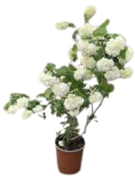 Vivaio Garden Forest Viburnum opulus 'Roseum' Palla di neve