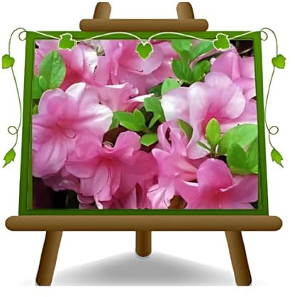 EURO PLANTS VIVAI Azalée rose marbré plante ornementale en pot de 18 cm couronne 35–40 cm