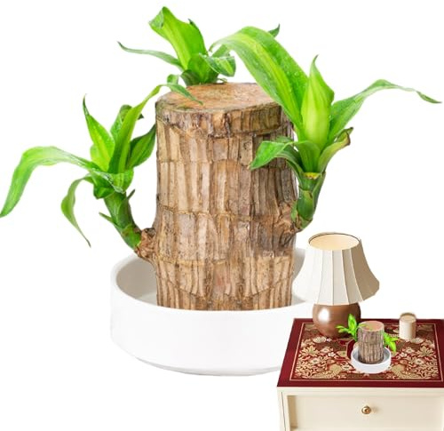 zjhukfmc Planta De Madera Brasileña | Madera de la Suerte - Adorno de la Suerte en Maceta para Escritorio Purificador de Aire Interior para Balcón Mesa Regalo de Cumpleaños Sala Trabajo Apartamento