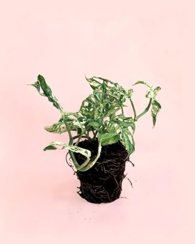 PUR PLANT Monstera Frozen Freckles | Planta Natural De Interior Premium y Variegada | Hojas Verdes Con Moteado Crema Único | Maceta De Ø12 cm