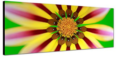 Augenblicke Wandbilder Keilrahmenbild Wandbild 150x50cm Hawaii Blüte Blume Großaufnahme