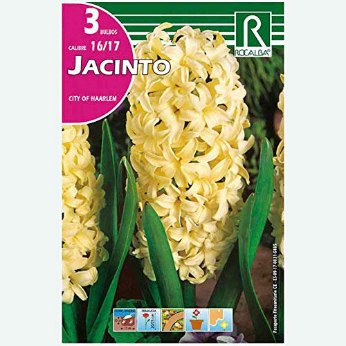 BULBO JACINTO CITY OF HAARLEM AMARILLO- 3 UD