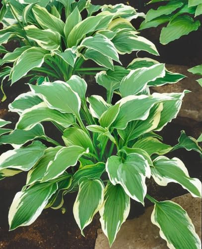 Hosta x fortunei 'Moerheim' ca. 11x11 cm Topf - Funkie, grüne Blätter mit gelbem Rand, ideal für schattige Beete, pflegeleicht und winterhart