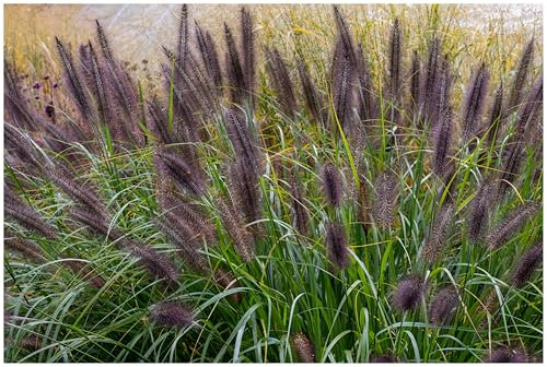 1 x Pennisetum alopecuroides 'Black Beauty' im 1 Liter Topf (Ziergras/Gräser/Winterhart/Mehrjährig/Staude/Stauden) Schwarzes Lampenputzergras - Filigrane Halme in edlem Schwarz - von Stauden Gänge