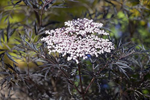 Sambucus nigra 'Black Lace' 40-60 cm – Winterhart, Mehrjährig & Pflegeleicht – Schwarzer Holunder – Heckenpflanze für Garten & Sichtschutz