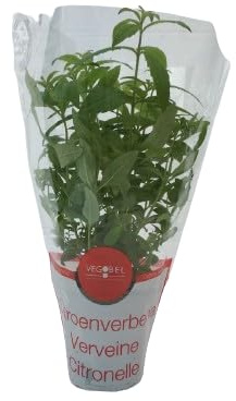 Hierbaluisa Orgánica Cultivada con Amor para un Sabor Excepcional