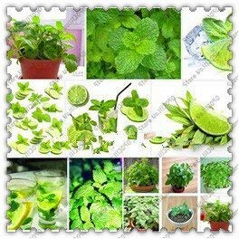 Semilla de maceta 500 pc/Sacchetto Della Menta Verde Menta Semi commestibili Catnip Fiore pianta Semi di Verdure alle Erbe per Il Giardino Domestico di Facile Grow