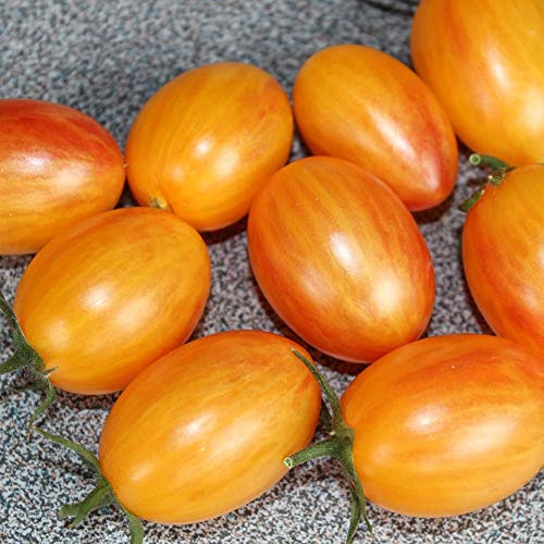 Artisan Blush Tiger Bio-Tomatensamen