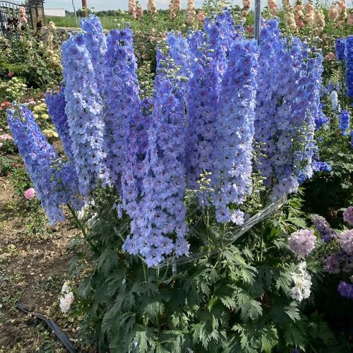 Semi di Delphinium-decorative semi di to-semi di in vaso resistenti all'esterno resistenti 400pcs