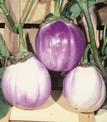 MELANZANA TONDA BIANCA SFUMATA DI ROSA NR.100 SEMI