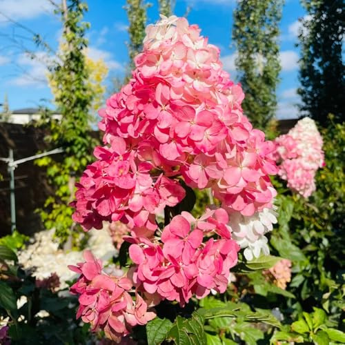 hortensia panícula - jardín que prefieren la sombra, decorativa 2Plantas