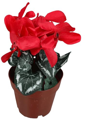 Baluue Pianta Artificiale Simulata Ciclamino in Vaso Rosso Decorazione Botanica Finta per Casa Ufficio Hotel Ristorante Villa