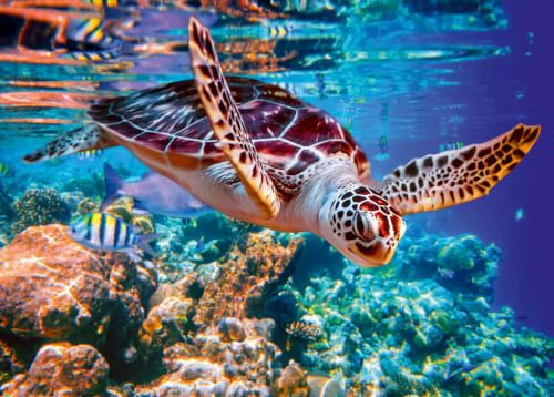 Ulmer Puzzleschmiede - Puzzle „Meeresschildkröte“ - 2000 Teile Puzzle aus dem Meer – Puzzlemotiv der schwimmenden Schildkröte als leuchtende Unterwasser-Aufnahme in der Südsee