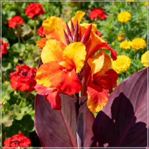 Lirios Canna de colores vibrantes a granel, fáciles de cuidar, cultivados profesionalmente, ideales para embellecer su jardín-1 root-C