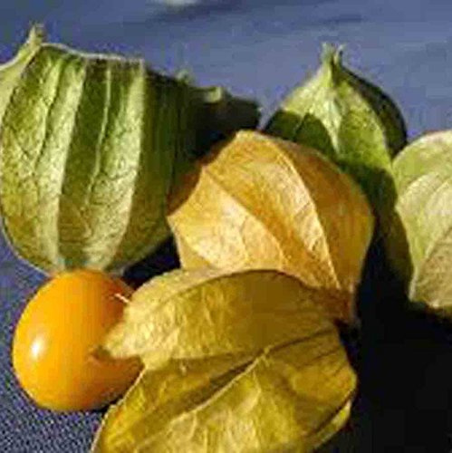 Capo uva spina 250 SEMI