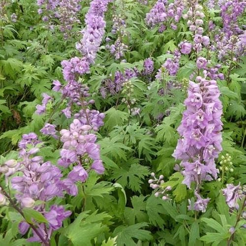 6x Speronella – Delphinium 'Astolat' – Vaso 9x9 cm – fioritura rosa giardino