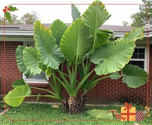 Oreja de elefante/alocasia,perenne,Adaptable,colocasia magic,Resistente al frío,Puro amor.-5Rizomas-L