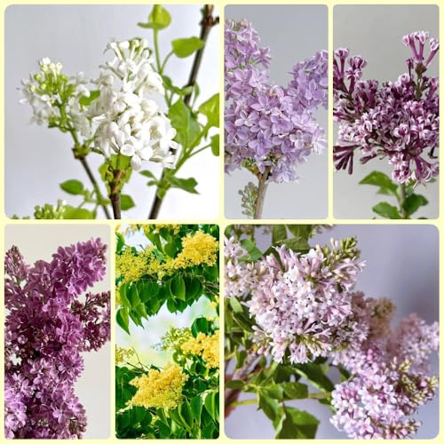 Flieder - gartenpflanzen winterhart mehrjährig nachhaltige geschenke geschenke für gartenliebhaber garten sträucher 50Samen