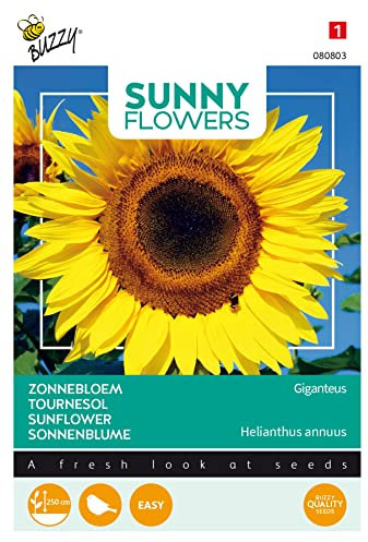 Buzzy Sunny Flowers, géant tournesol Giganteus