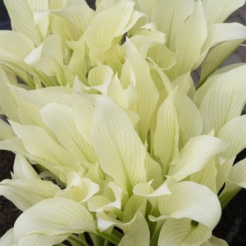 60pcs Hosta Plant Seeds